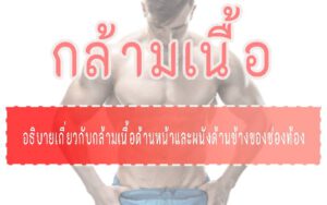 กล้ามเนื้อ