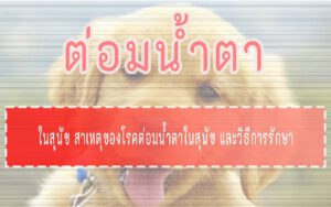 ต่อมน้ำตา