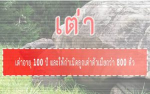 เต่า