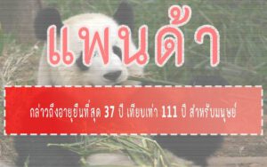 แพนด้า