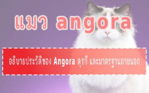 แมว angora