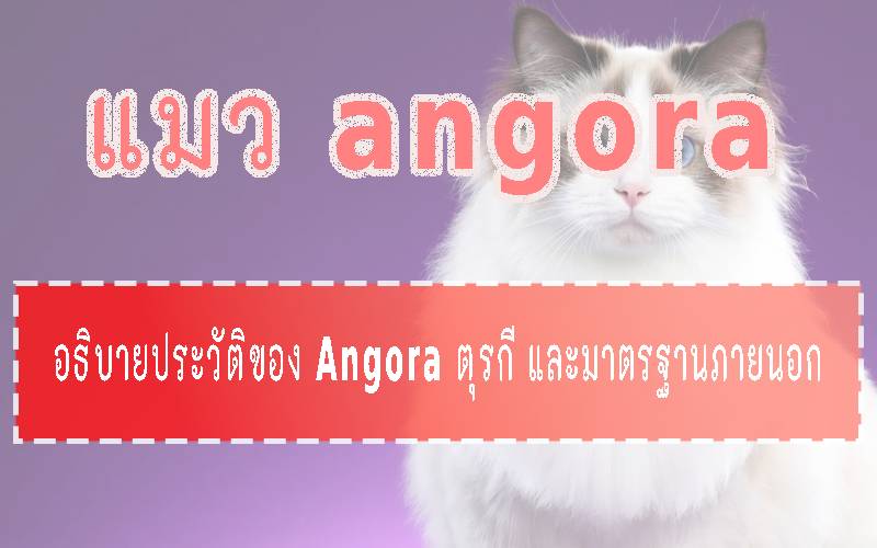 แมว angora