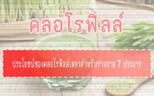 คลอโรฟิลล์